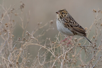 Baird's Sparrow, Ammodramus bairdii