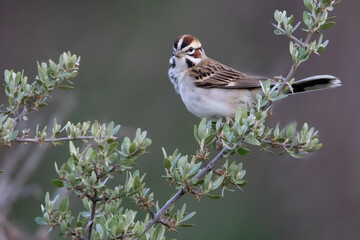 Lark Sparrow, Chondestes grammacus