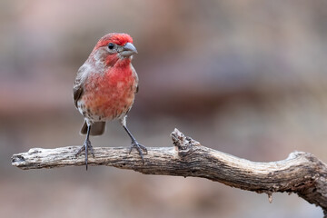 House Finch, Haemorhous mexicanus