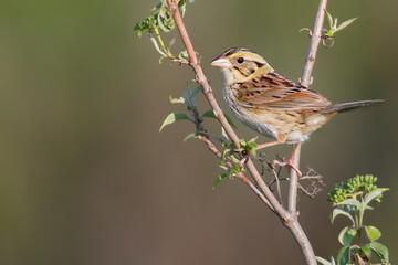 Henslow's Sparrow, Centronyx henslowii