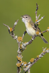 Bell's Vireo, Vireo bellii
