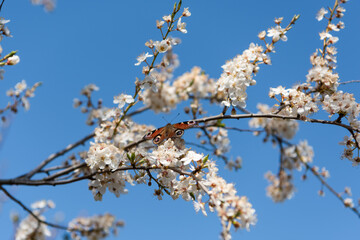 A butterfly sitting on a branch of a cherry plum ( Prunus cerasifera) tree in bloom. 