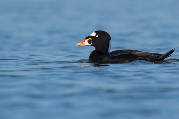 Surf Scoter, Melanitta perspicillata