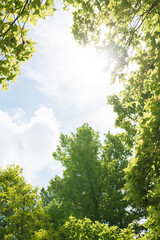 Fototapeta premium 自然の緑