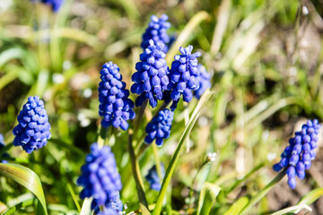 Close up of grape hyacinths (Muscari) 