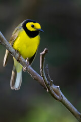 Hooded Warbler, Setophaga citrina