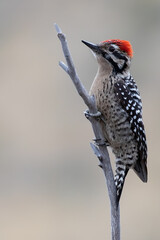 Ladder-backed Woodpecker, Picoides scalaris