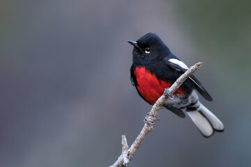 Painted Whitestart, Myioborus pictus