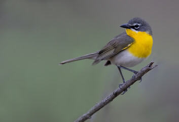 Yellow-breasted Chat, Icteria virens