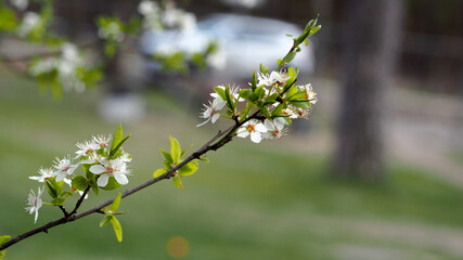 close up of a branch of a blossoming young apple tree on a blurred background of grass and tree.  spring colors