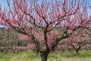 Beautiful trees with pink flowers blooming in spring, peach garden