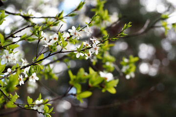close up of a branch of a blossoming young apple tree on a blurred background of grass and tree.  spring colors