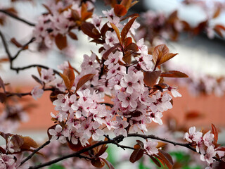 branch on a tree with pink sakura flowers. Cherry blossoms