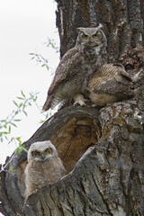 Great Horned Owl, Bubo virginianus