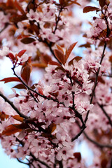 many pink flowers on sakura tree. sakura blossom in spring