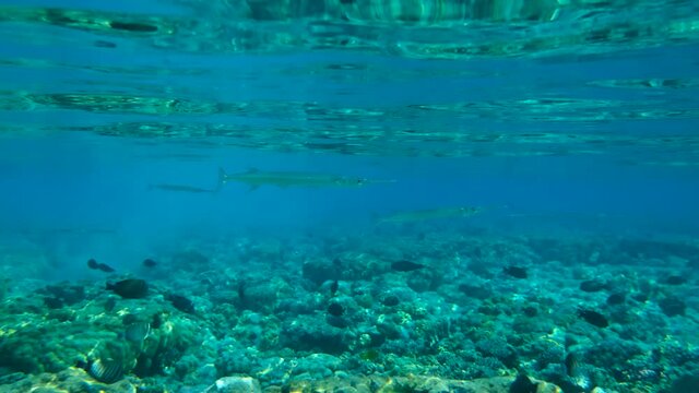 Group of Needlefish swims under surface of the blue water reflecting from the water surface. Underwater life in the ocean (4K-60pfs).
