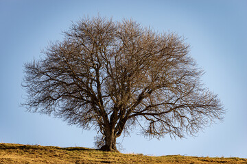 Beautiful single bare tree in autumn on green and brown meadow and clear sky, Lessinia High Plateau, Regional Natural Park, Alps, Verona Province, Veneto, Italy, Europe.