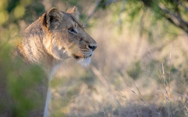 Obraz na płótnie Canvas Lioness in sunset Africa 
