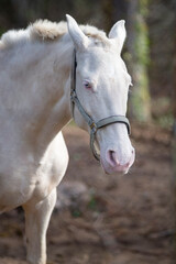 Obraz na płótnie Canvas An albino horse in a farm. Taken in Burgos, Spain, in April 2021.