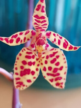 Renanthera monacchica Orchidee, pink, orchid