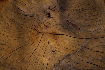 old cut tree trunk. Natural dark wood texture