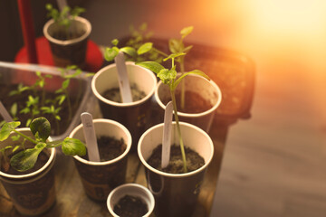 Vegetable seedlings grown indoors in small pots.