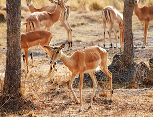 Antelope in Zambia