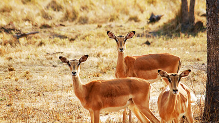 Impala in Zambia