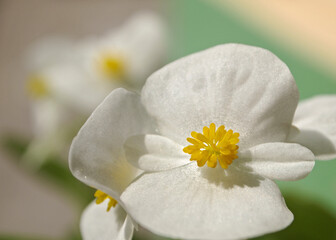 A white little flower in the sunlight.