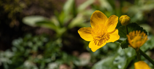 Flowers medicinal herbs plant background banner panorama - Blooming fresh Caltha palustris Ranunculaceae yellow yolk flowers on river bank in spring with bokeh lights