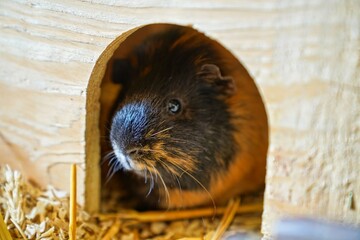 Meerschweinchen schaut aus seinem Haus heraus