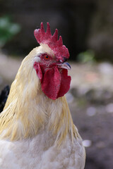 rooster in the garden