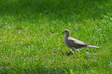 grey pigeon on the grass