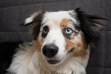 Cute Australian shepherd blue merle dogs face different colours eyes 