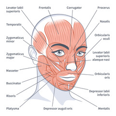 Facial muscles of the female. Detailed bright anatomy isolated on a white background vector illustration - obrazy, fototapety, plakaty