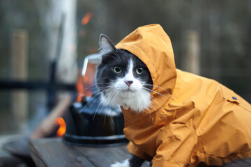 Domestic medium hair cat in yellow jackets hoodie wearing sunglasses sitting and relaxing on rustic...