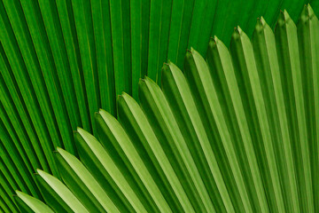 lines & patterns in Ruffled Fan Palms - Costa Rica