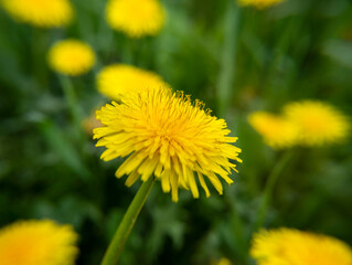 Blooming yellow dandelions in the park