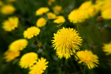 Blooming yellow dandelions in the park