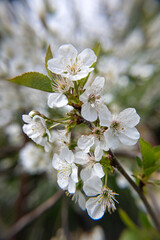 Branches of blossoming cherry tree