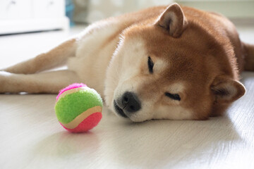 fluffy brown dog Shiba Inu, resting on a light floor, in a room, during the day, next to a bright ball for games. Dog training, problems of pedigree dogs upbringing.