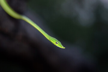 green snake on a tree, vine snake 