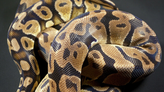 Photo of royal ball python on black texture