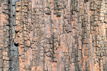 Natural wood texture background. Colored abstract wallpaper, copy space.