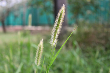 Flowering of meadow timothy (lat.Phleum pratense)