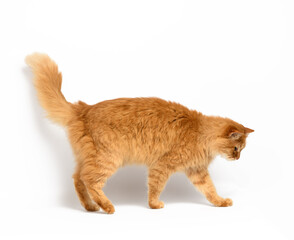 adult red cat stands on a white background