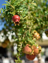 small pomegranate hanging on a tree branch