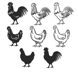 Chickens set vector illustration in black and white, contour and silhouettes. Hen and rooster. Male and female chickens set