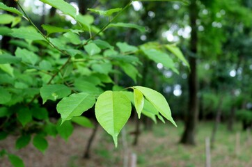 癒しの新緑　サクラの葉　風景