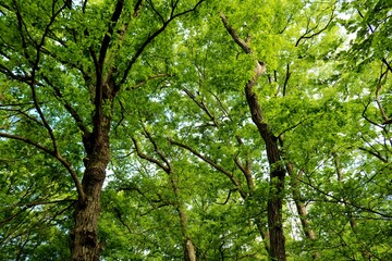 癒しの緑　風景
